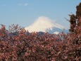 仲春の西平畑公園から望む富士山