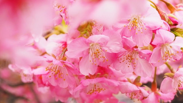 三浦海岸の河津桜