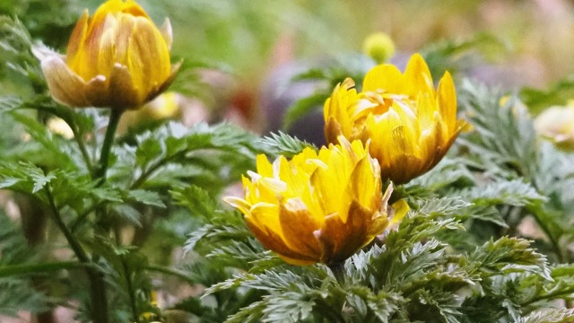 府中市郷土の森博物館の福寿草