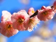 湯島天神の梅