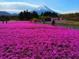 春をつげる花