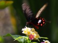 多摩動物公園の花と蝶