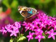 多摩動物公園の花と蝶