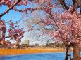 不忍池と河津桜