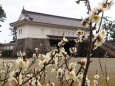 小田原城の梅
