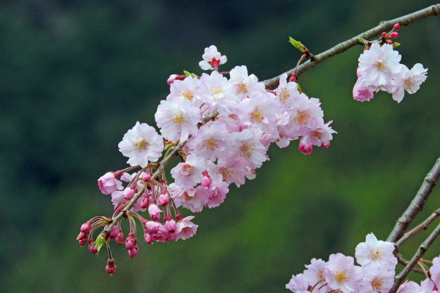 桜を待つ