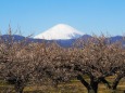 仲春の曽我梅林から望む富士山