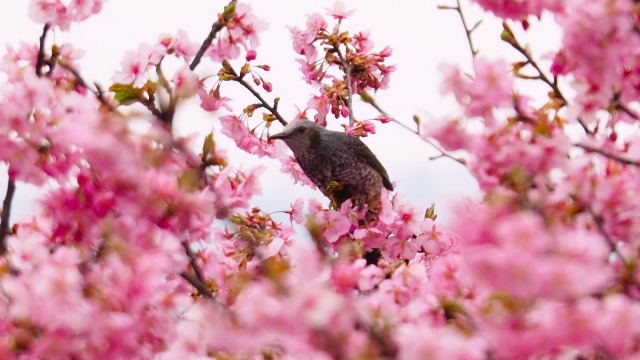 西平畑公園の河津桜とヒヨドリ