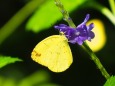 多摩動物公園の花と蝶