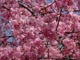 見上げる満開の河津桜