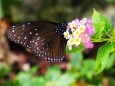 多摩動物公園の花と蝶