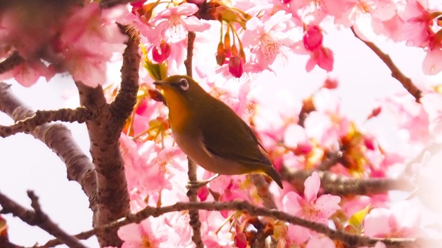 西平畑公園の河津桜とメジロ