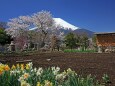 春の忍野