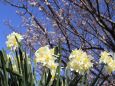 水仙と梅の花