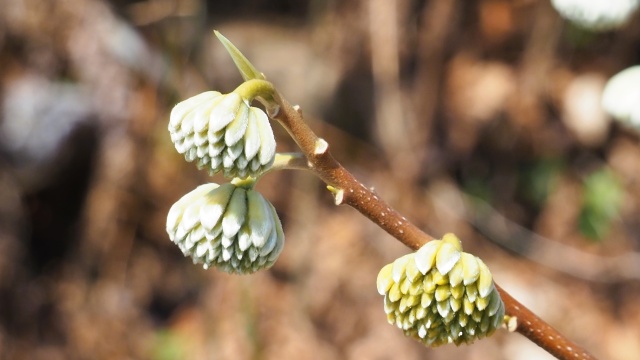 西平畑公園のミツマタ