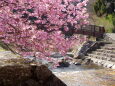 満開 水辺の河津桜