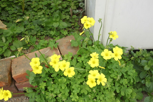 黄色い可愛い花