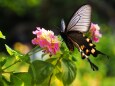 多摩動物公園の花と蝶