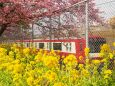 三浦の河津桜と菜の花と京急電車