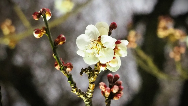 府中市郷土の森博物館の梅