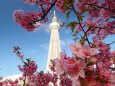 東武橋の河津桜とスカイツリー