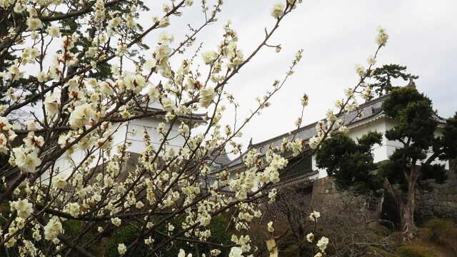 小田原城の梅