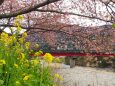 河津町の河津桜と菜の花