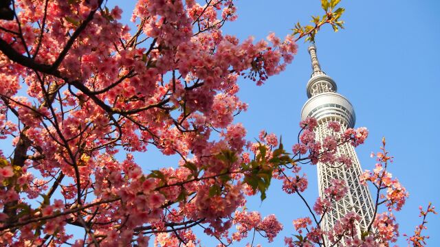 東武橋の河津桜とスカイツリー