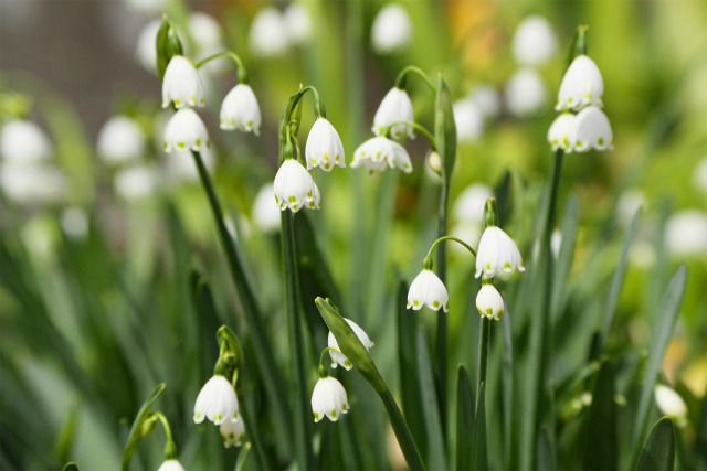 スノーフレーク