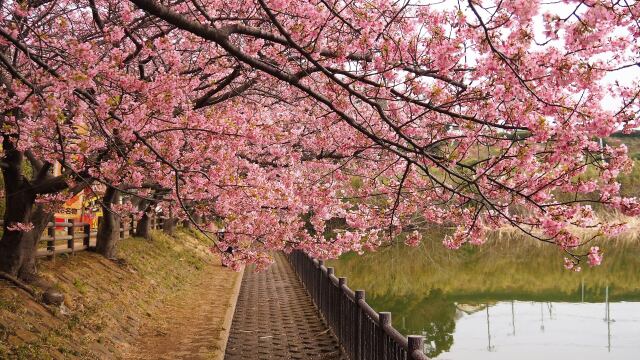 三浦海岸の河津桜