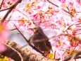 西平畑公園の河津桜とヒヨドリ