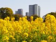 浜離宮恩賜庭園の菜の花