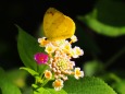 多摩動物公園の花と蝶