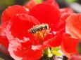 浜離宮恩賜庭園の木瓜と蜂