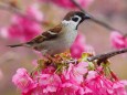 河津町の河津桜と雀