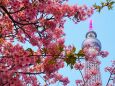 東武橋の河津桜とスカイツリー