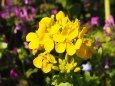 浜離宮恩賜庭園の菜の花