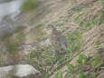 大日岳のチビ雷鳥5