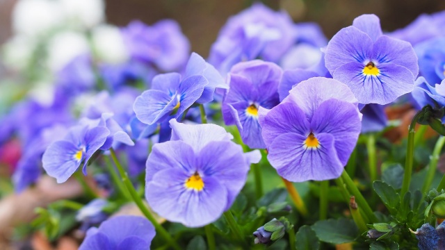 三ッ池公園のパンジー