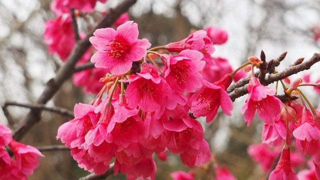 三ッ池公園の寒緋桜