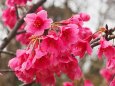 三ッ池公園の寒緋桜