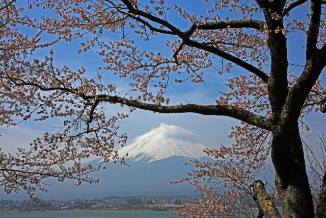 河口湖の桜