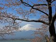 河口湖の桜