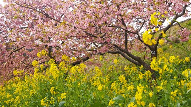 河津町の河津桜と菜の花