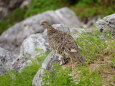 大日岳のママ雷鳥5