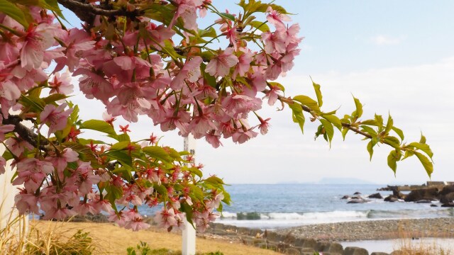 河津町の河津桜