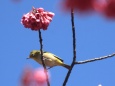 メジロと寒緋桜