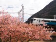 河津町の河津桜と踊り子号