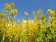 浜離宮恩賜庭園の菜の花