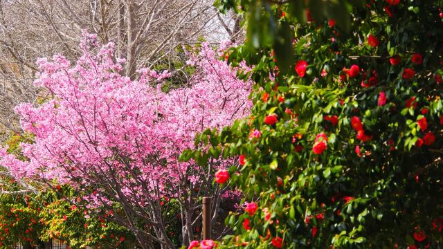 三ッ池公園のオカメ桜と椿